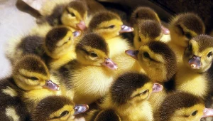 W Szkurłatach rozpoczęto gazowanie kaczek zakażonych wirusem ptasiej grypy