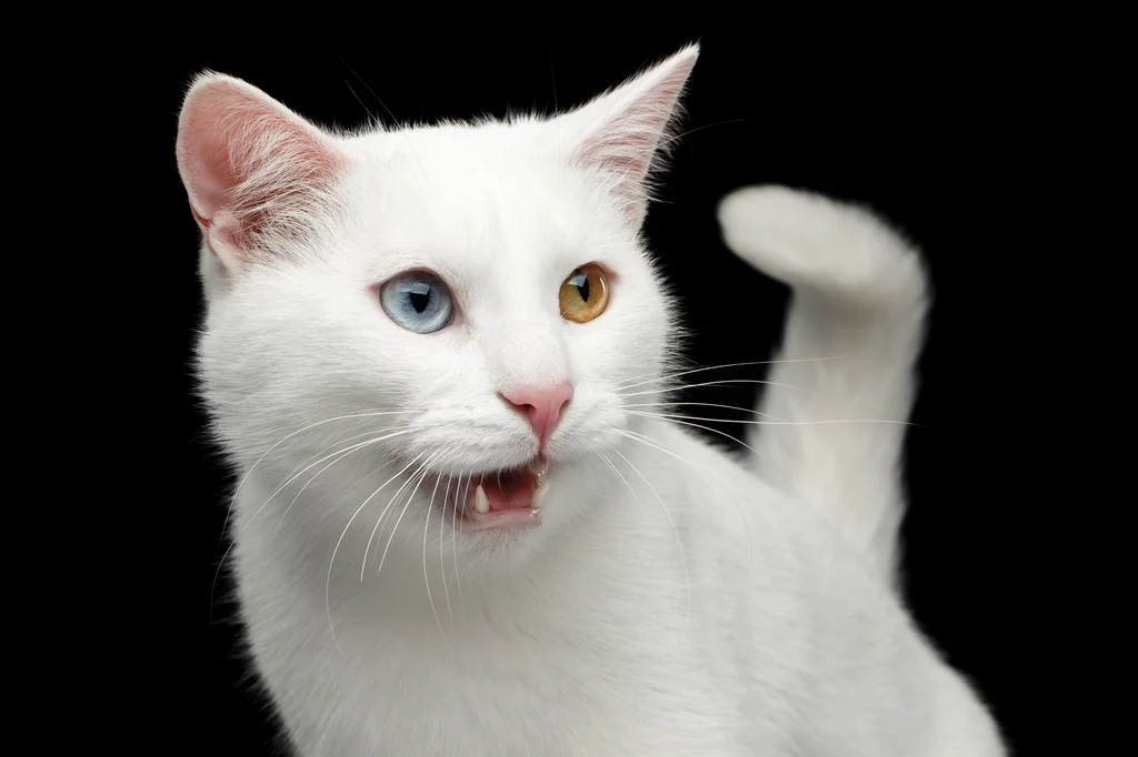 U kotów merdający ogon oznacza irytację. Warto o tym pamiętać