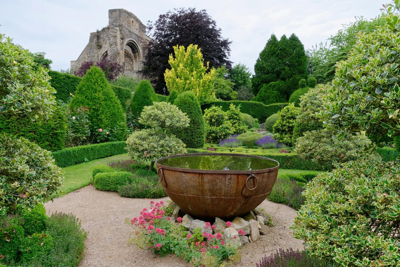 Wiele osób twierdzi, że ten krzew jest trujący. Okazuje się, że ma wiele właściwości zdrowotnych Wiele osób twierdzi, że ten krzew jest trujący. Okazuje się, że ma wiele właściwości zdrowotnych