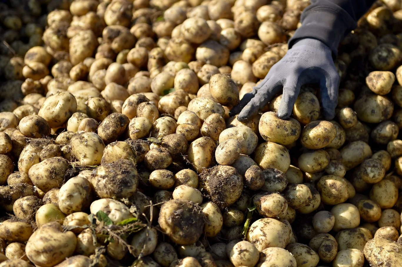 Sadzenie ziemniaków obok ogórków jest fatalnym pomysłem. Zwiększa m.in. ryzyko wystąpienia zarazy ziemniaczanej