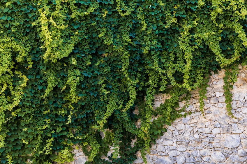 Bluszcz pospolity może stanowić wyjątkową dekorację ogrodu i tym samym być naturalnym oczyszczaczem powietrza. Bluszcz pospolity może stanowić wyjątkową dekorację ogrodu i tym samym być naturalnym oczyszczaczem powietrza.