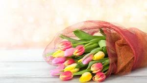 Jak pielęgnować cięte tulipany?