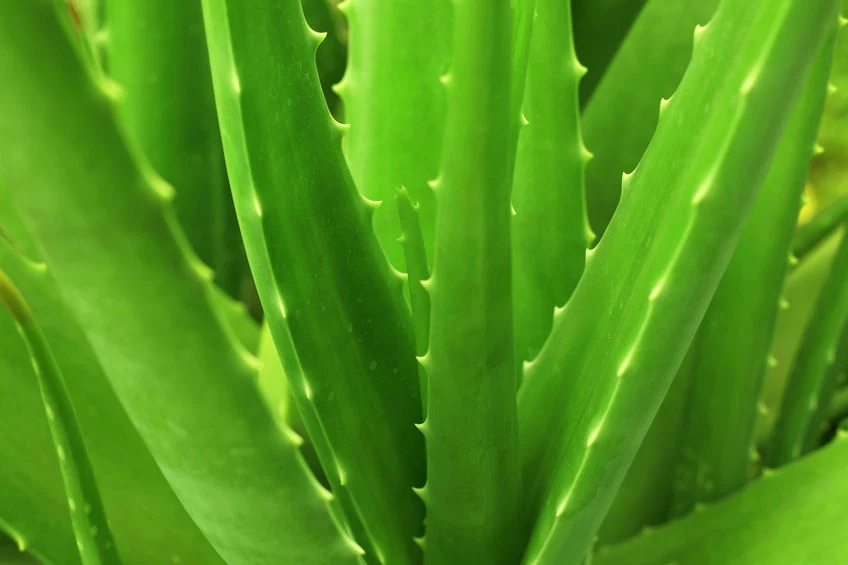 Aloes ma bardzo niskie wymagania uprawowe, stąd jego popularność