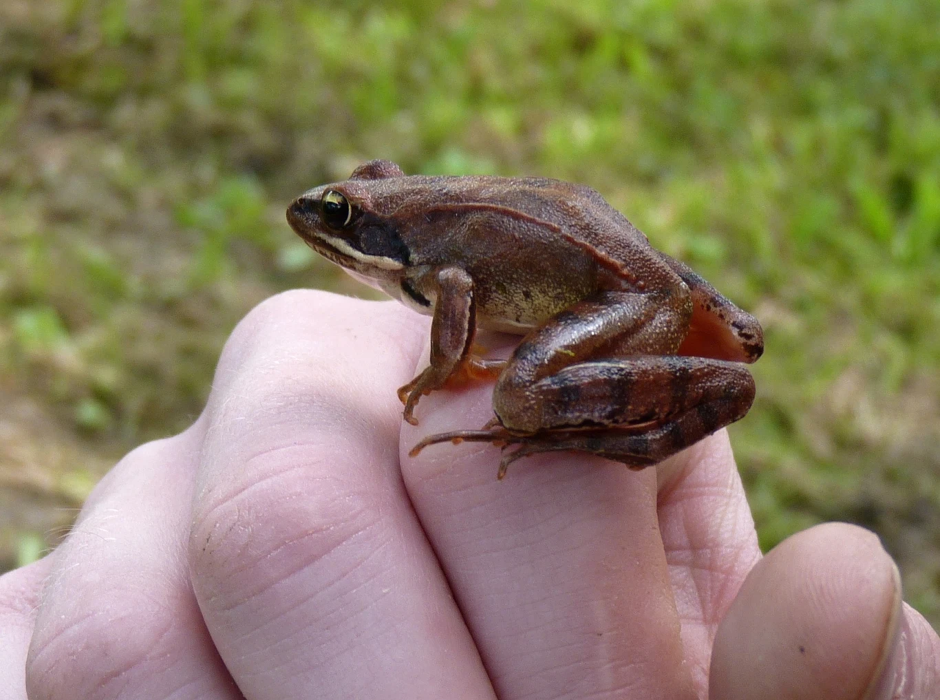 Żaba dalmatyńska (Rana dalmatina) Żaba dalmatyńska (Rana dalmatina)