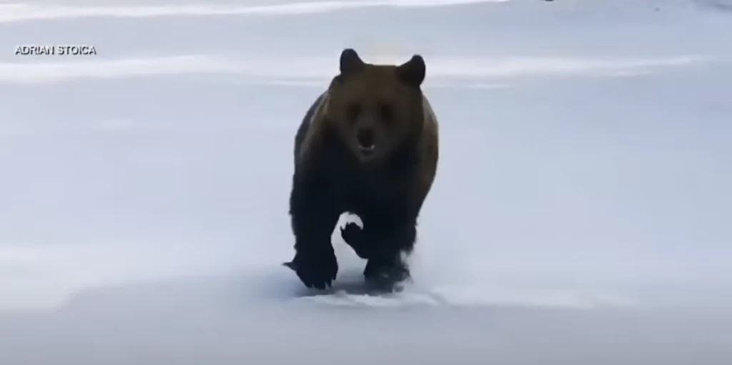 Groźne zdarzenie na rumuńskim stoku