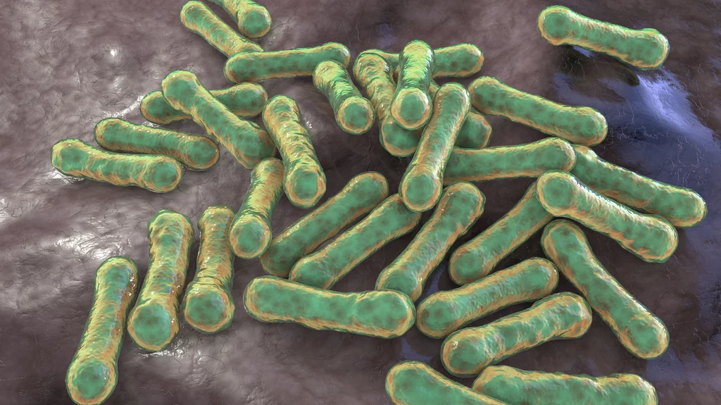 Corynebacterium diphtheriae - bakterie wywołujące błonicę