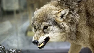 ​Badanie: To człowiek chroni psa przed atakiem wilka