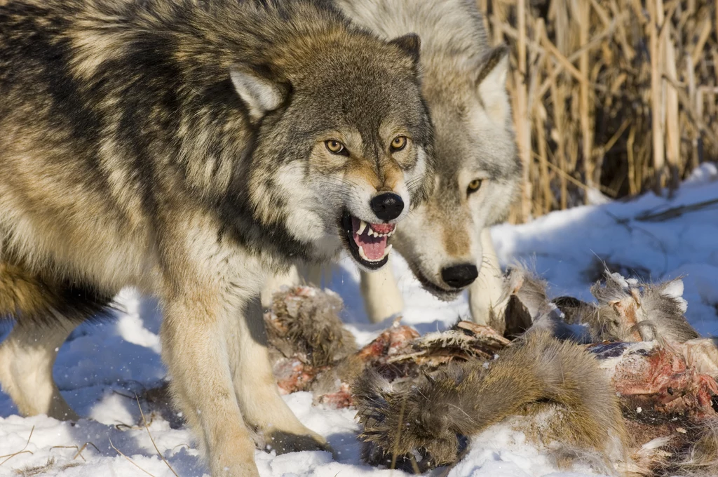 W środowisku naturalnym wilki unikają bezpośrednich kontaktów z ludźmi