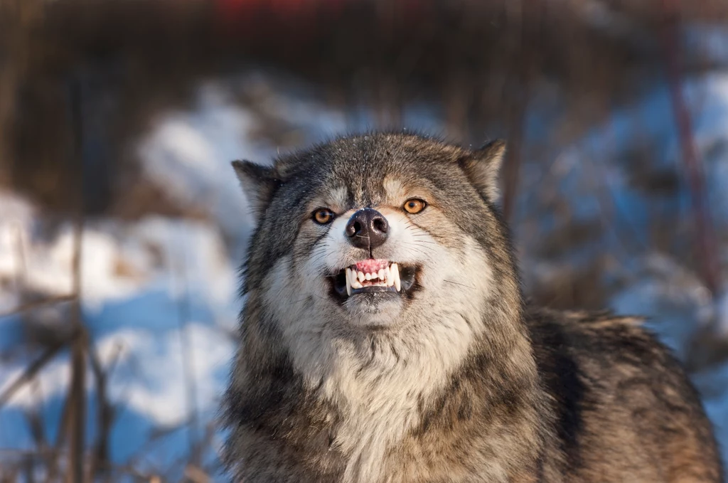 W konflicie na linii ludzie-wilki najczęściej wilki są bardziej poszkodowane