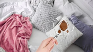 Domowe sposoby zapobiegania pluskwom łóżkowym