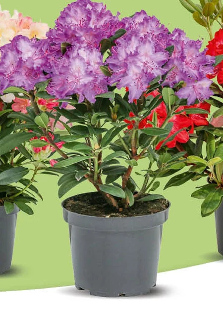 Rododendron