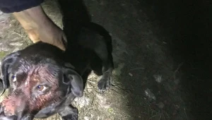 Mężczyzna przyznał się do uderzenia Mamba młotkiem i zakopanie go