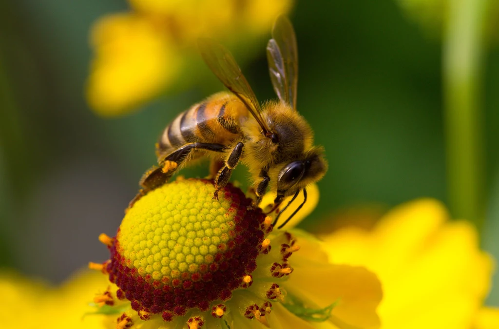 Pszczoły to jedne z najważniejszych i najbardziej przydatnych owadów na świecie