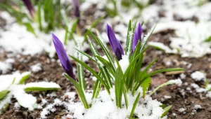 Wiosenne kwiaty w twoim ogrodzie zaczęły już kwitnąć? Ogrodnik radzi, co zrobić