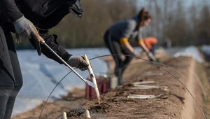 W Niemczech wkrótce rozpocznie się sezon na szparagi