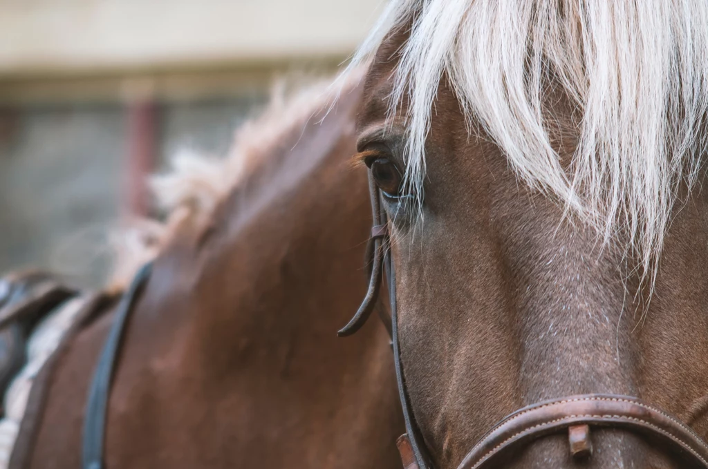 W stadninie, która znajduje się w Janowie Podlaskim niezgodnie z prawem do 2018 roku wypalano koniom na grzbiecie znaki