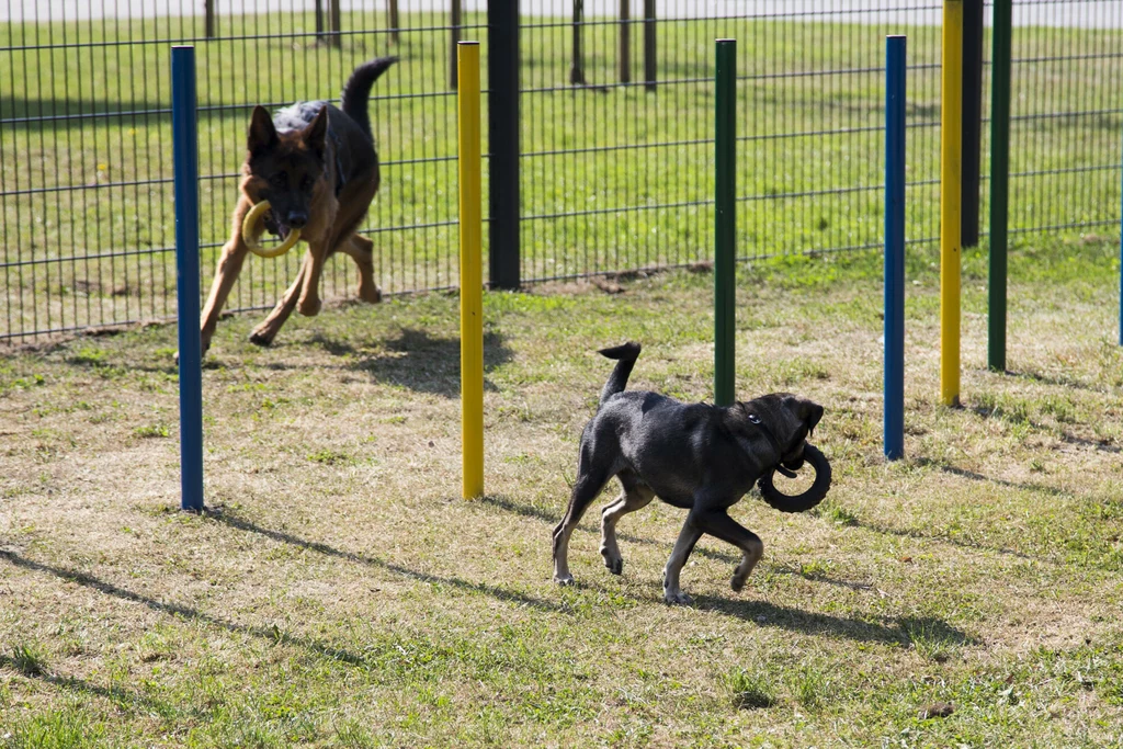Psy na jednym z warszawskich wybiegów dla psów 
