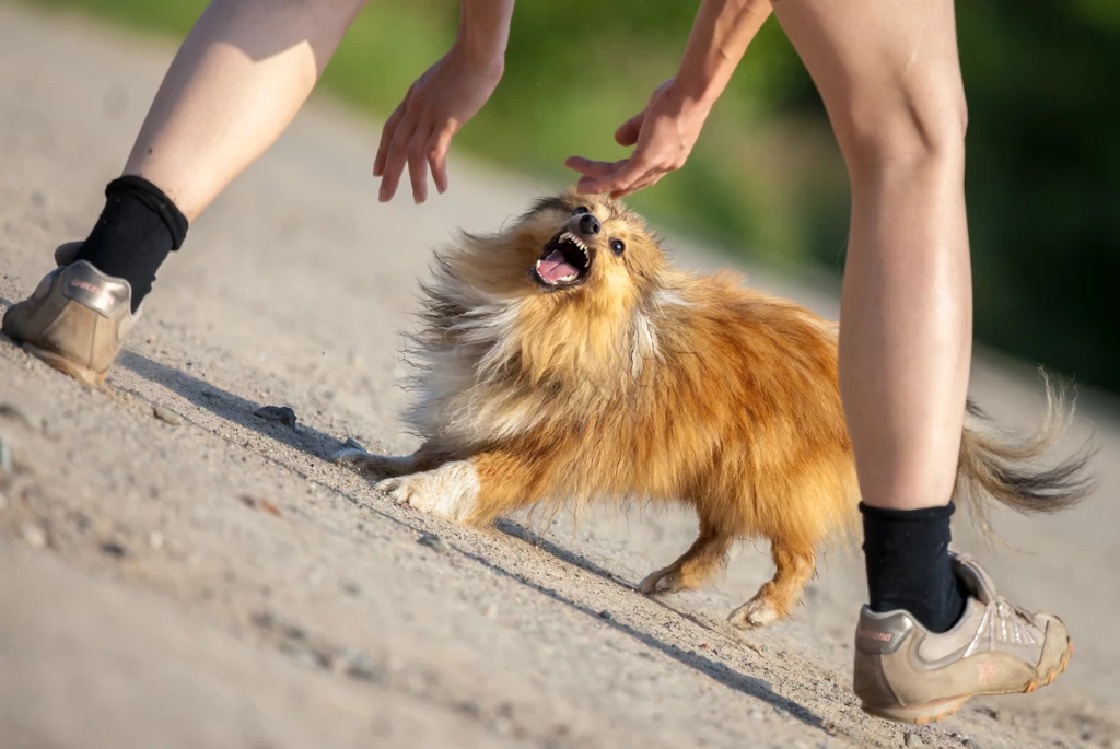 Agresywne zachowania psów na wybiegach dla psów to częsty problem 