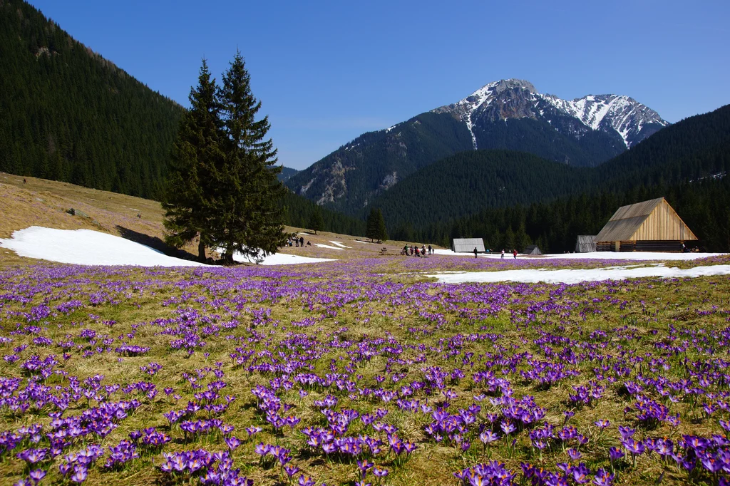 Kiedy zakwitną krokusy w Tatrach?