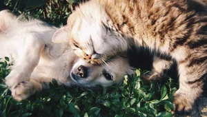 Profilaktyka zdrowotna kotów i psów