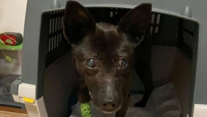 Jeden z psów znalezionych w domu pod Warszawą fot. OTOZ Animals Inspektorat Warszawa