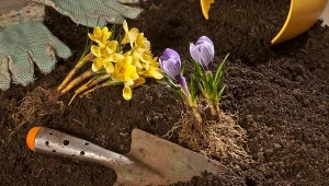 273 zł na godzinę za bycie wirtualnym ogrodnikiem. Brzmi zachęcająco!