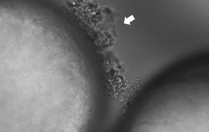 Biofilm na mikroplastiku, na którym przenoszą się bakterie. 