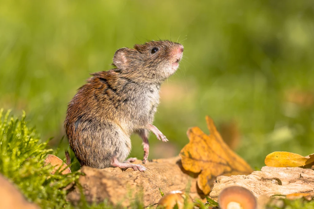 Myszy polne i domowe zjadają zboża, owoce i warzywa, bulwy roślin ozdobnych