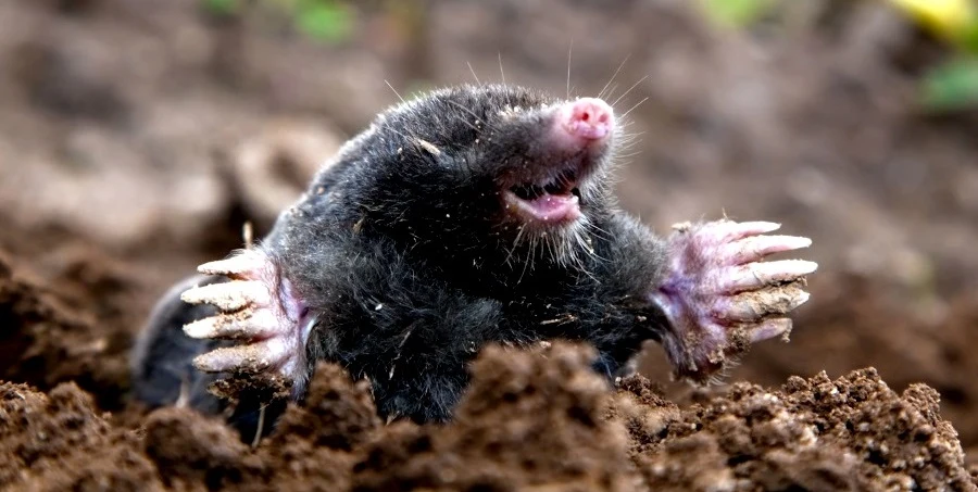 Kreta nie jest łatwo się pozbyć Kreta nie jest łatwo się pozbyć