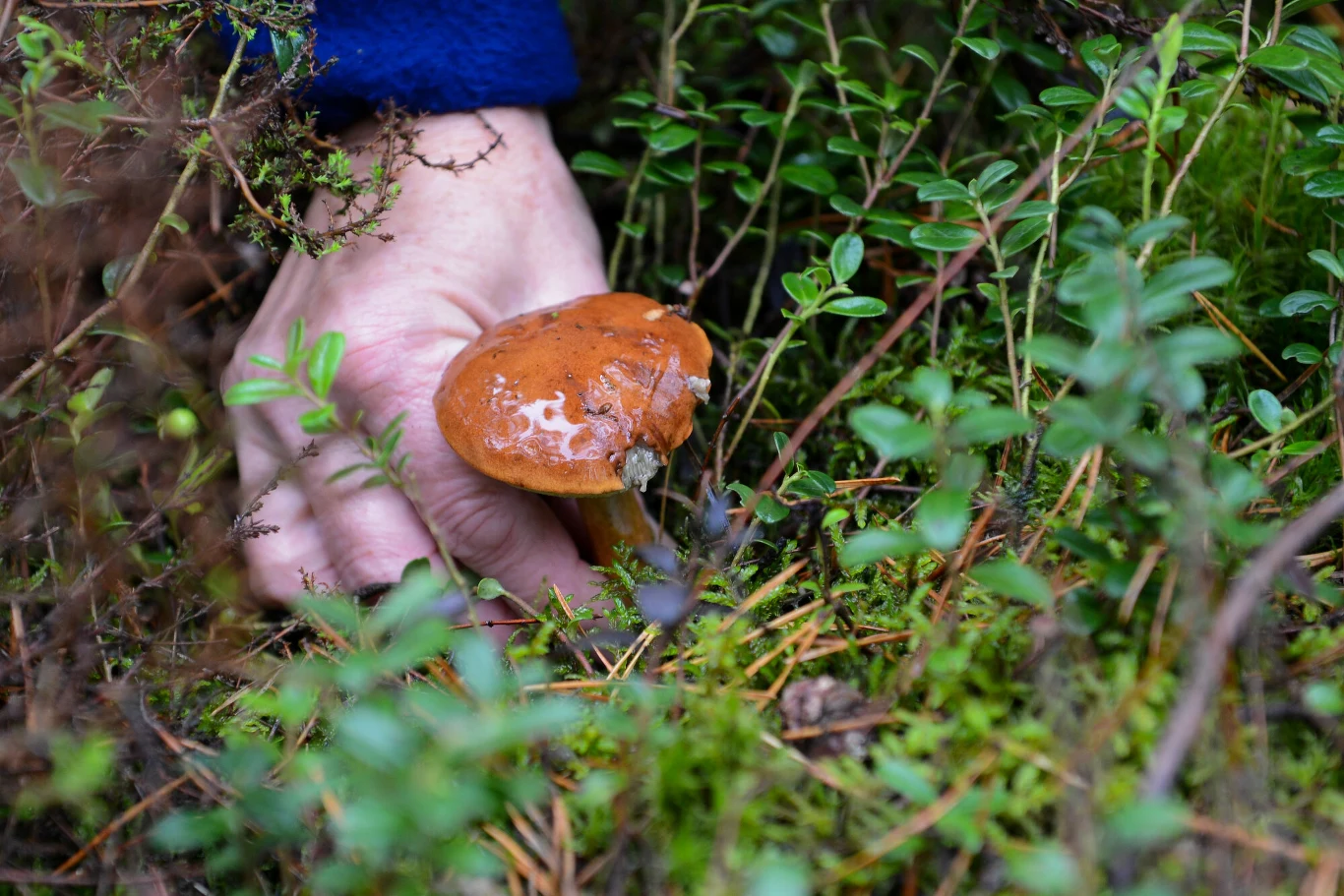 Propozycje PTMyk to rekomendacje, a nie wytyczne Propozycje PTMyk to rekomendacje, a nie wytyczne