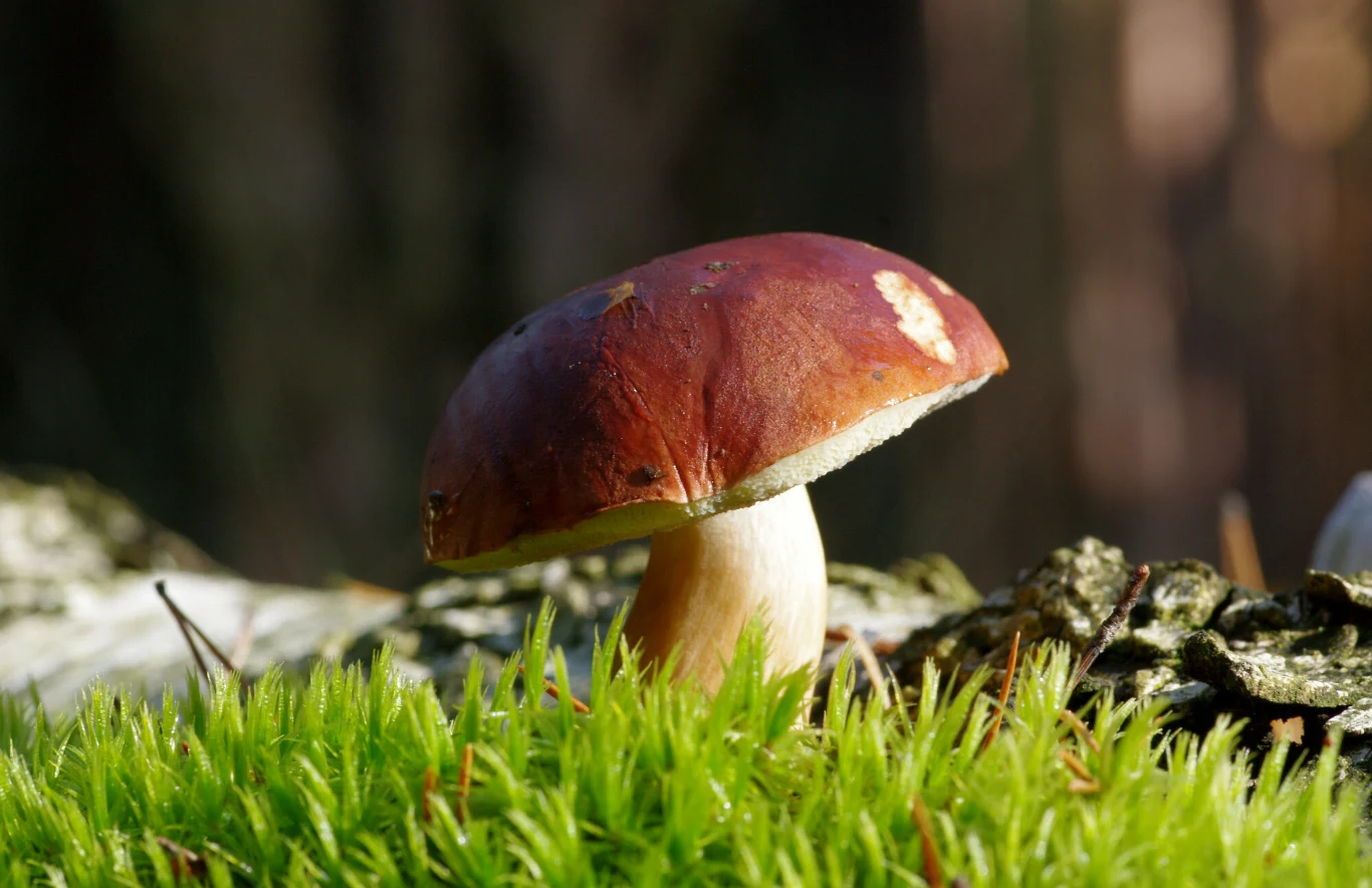 Warto zauważyć, że nawet nowe rekomendowane nazwy nawiązują do nazw zwyczajowych. Nie trzeba będzie wymieniać atlasów grzybów na nowe Warto zauważyć, że nawet nowe rekomendowane nazwy nawiązują do nazw zwyczajowych. Nie trzeba będzie wymieniać atlasów grzybów na nowe