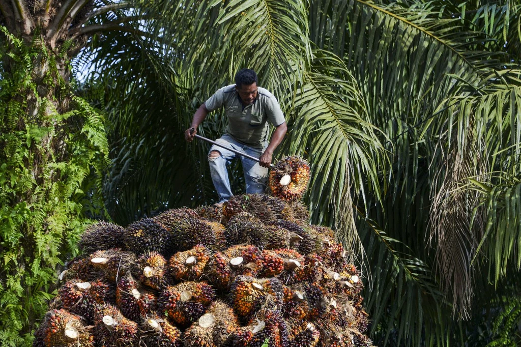 Pracownik farmy ładuje owoce palmy olejowej na ciężarówkę niedaleko malezyjskiego Kuala Lumpur. 