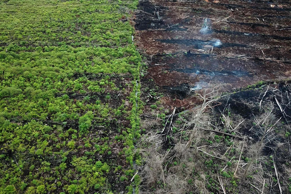 Rezerwat przyrody Rawa Singkil w Sumatrze Zachodniej w Indonezji. Część rezerwatu spalono pod uprawy oleju palmowego. 