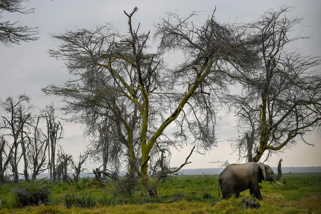 Kenijski Park Narodowy Amboseli 