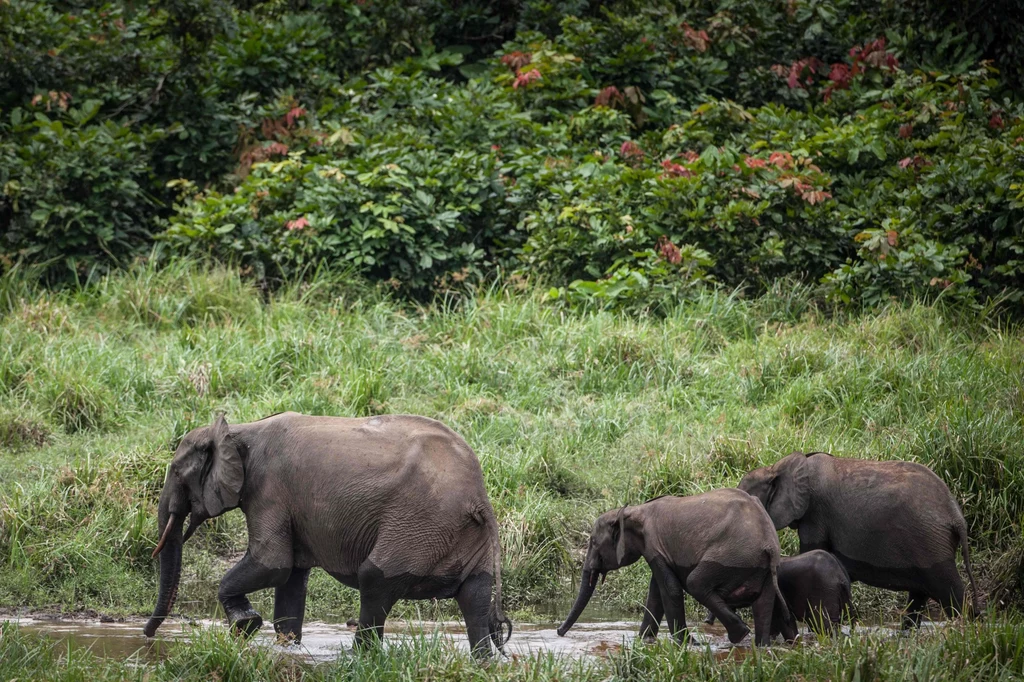 Afrykańskie słonie leśne w Parku Narodowym Ivindo w Gabonie