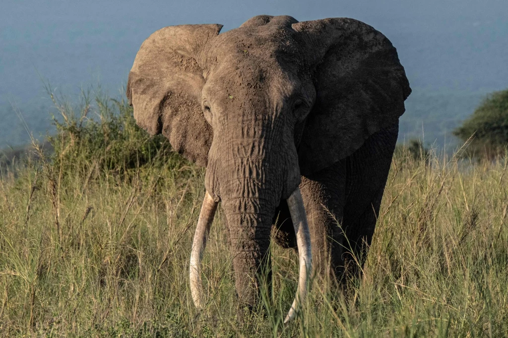 Słoń sawannowy w Kimana w Kenii