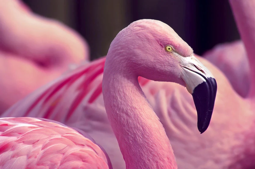 Dlaczego flamingi wolno starzeją się? Na kenijskie plaże powróciły flamingi