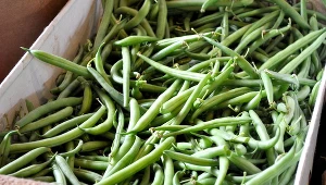 Brytyjscy naukowcy wyhodowali odmianę fasoli, z której będzie można gotować fasolkę po bretońsku 