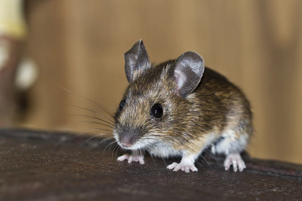 Myszy polne stają się niechcianymi lokatorami
