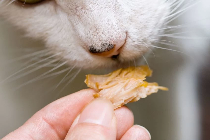 Staraj się podawać choremu kotu jego ulubione przysmaki