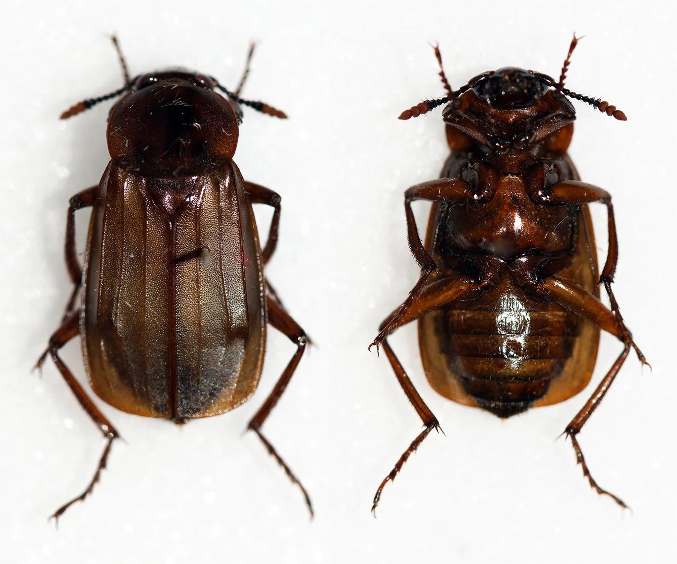 Padliniec pospolity (Necrodes littoralis) Padliniec pospolity (Necrodes littoralis)