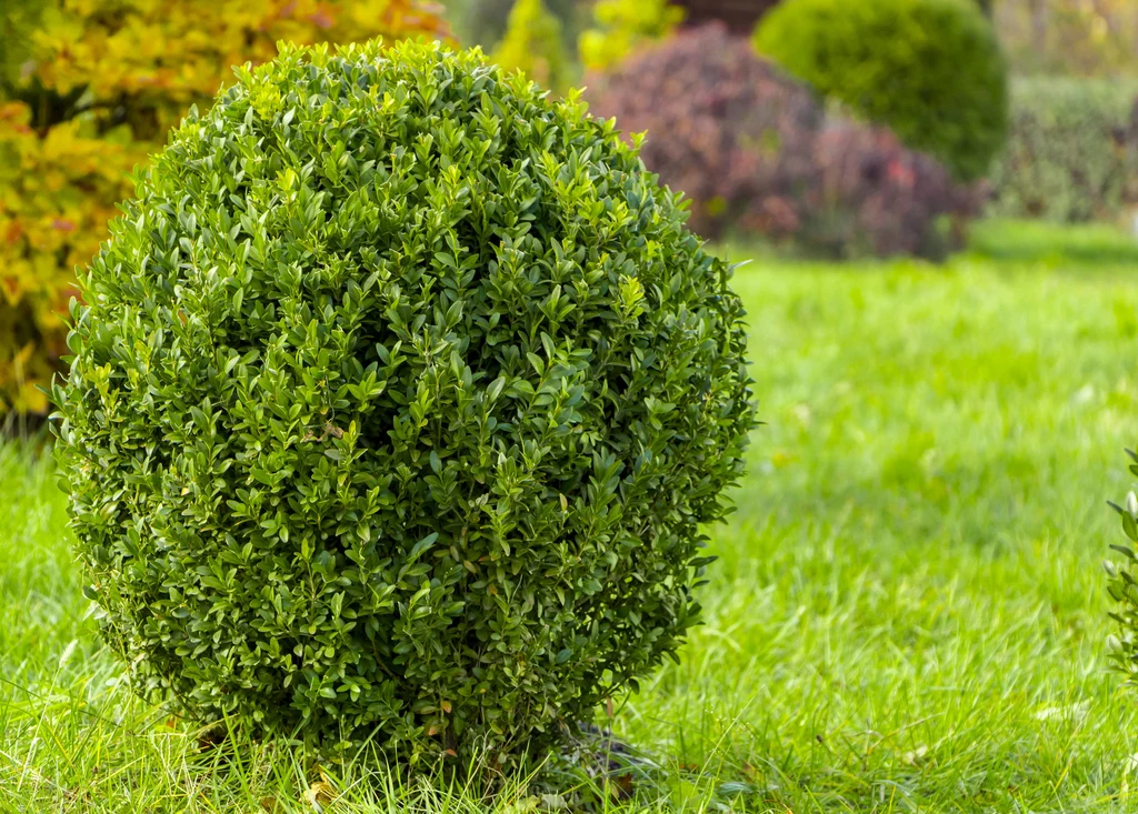 Bukszpan może stanowić oryginalną dekorację ogrodu.