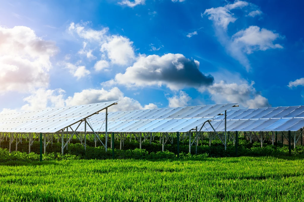 Agrowoltaika to połączenie rolnictwa i uprawy roślin oraz hodowli zwierząt z produkcją energii ze słońca