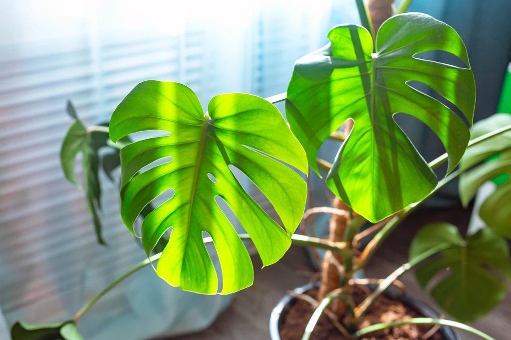 Odpowiednio zadbana monstera odwdzięczy się pięknym wyglądem