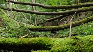 ​Komitet PAN apeluje o ochronę cennych przyrodniczo lasów Puszczy Karpackiej
