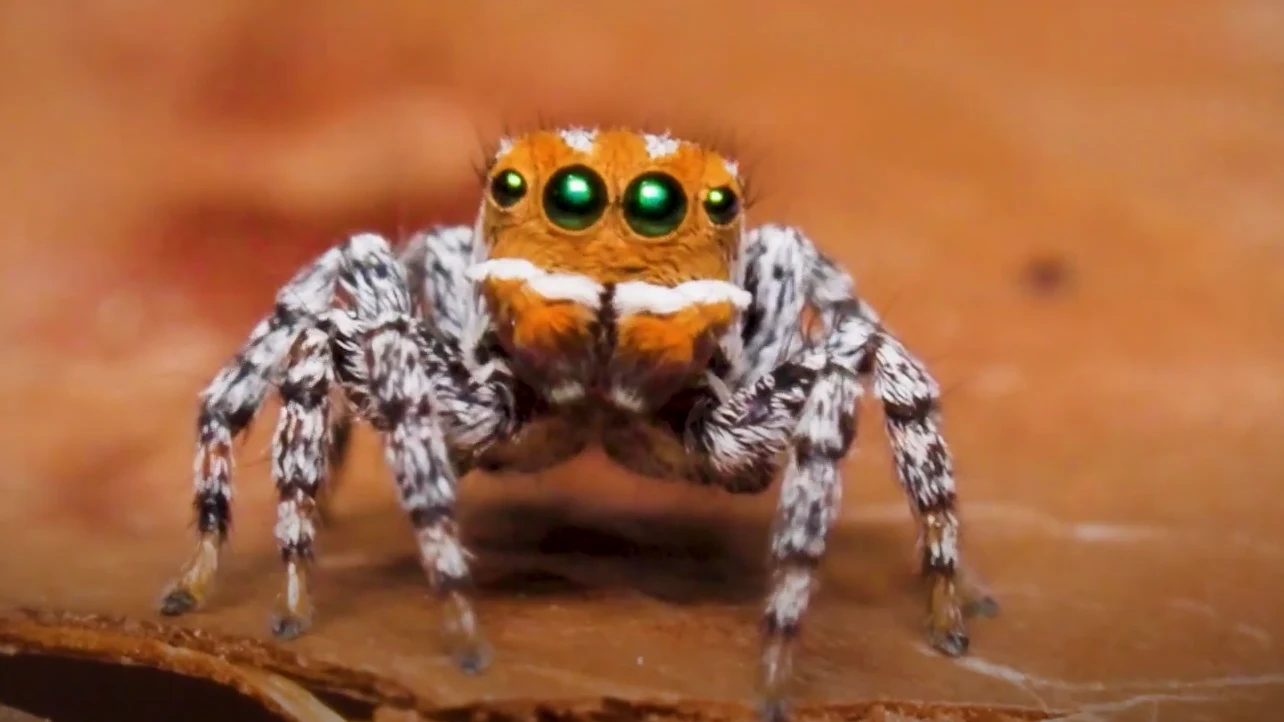 Maratus nemo Maratus nemo