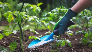 Czy stosować nawozy mineralne w ogrodzie warzywnym?