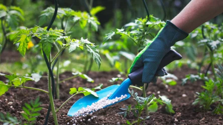 Czy stosować nawozy mineralne w ogrodzie warzywnym?