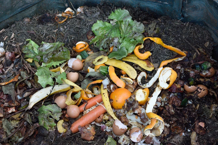 Kompost nadaje się do każdego rodzaju roślin