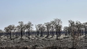 ​Raport: W 2020 r. zniszczono obszar lasów deszczowych wielkości Holandii